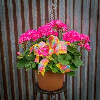 Stock Geranium Basket